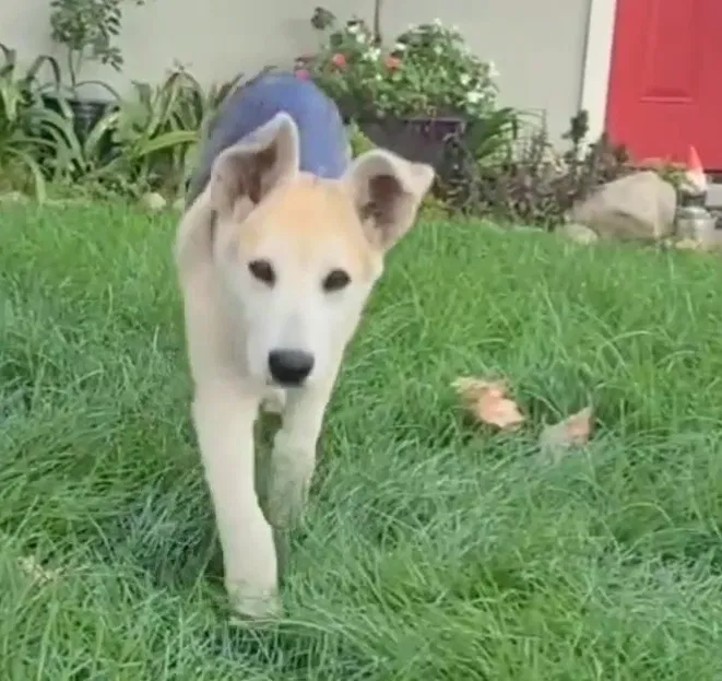 Lost dog in Upland, CA, 91786