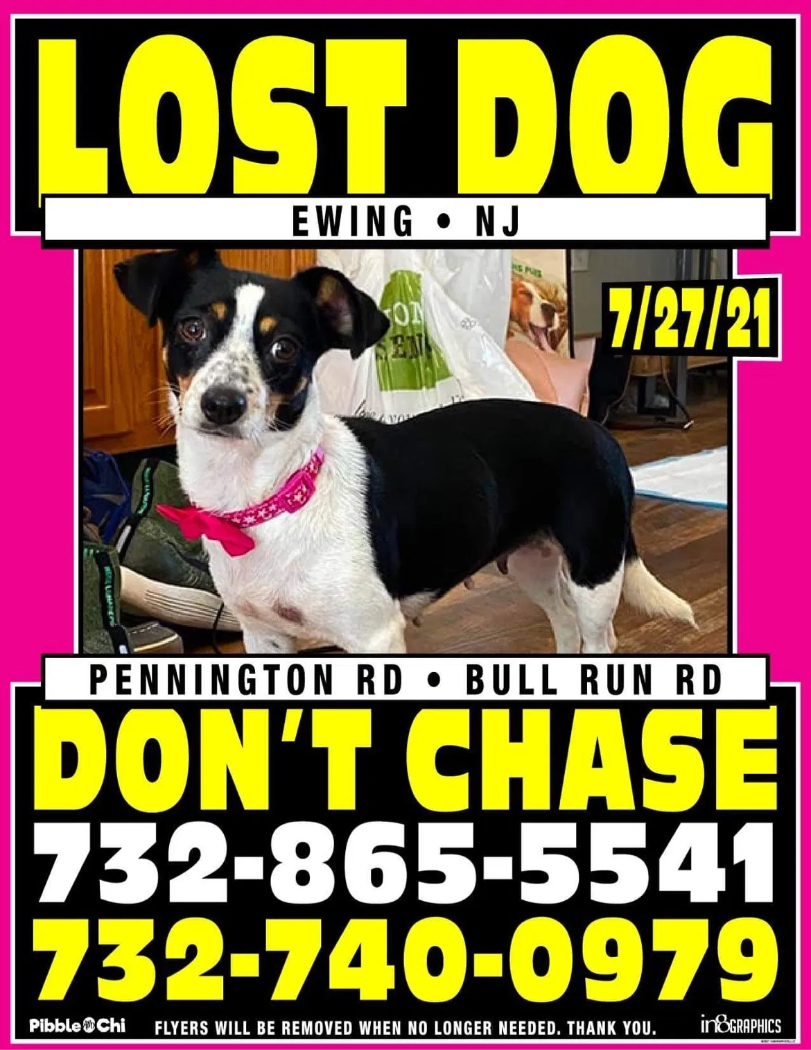 Lost dog in Pennington, NJ, 8534
