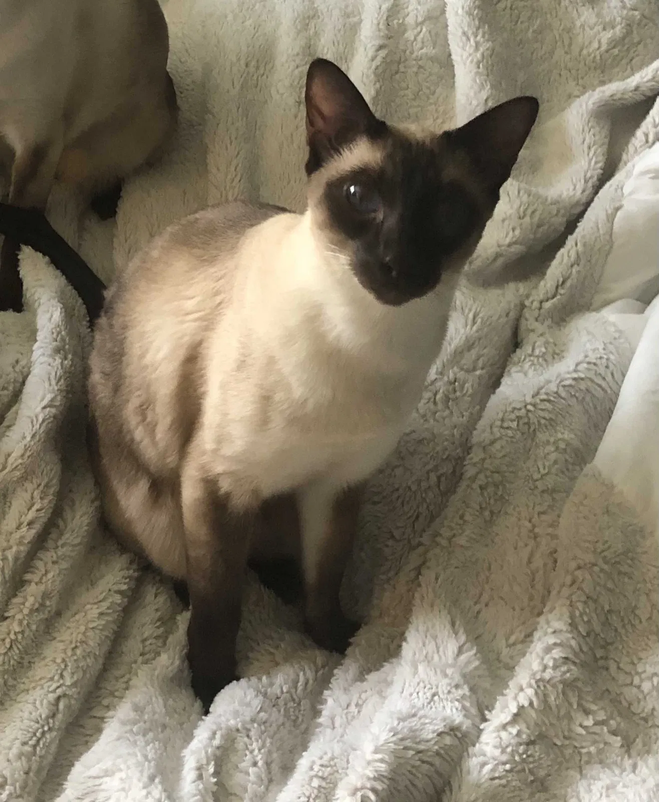 Lost cat in Medford, NJ, 8055