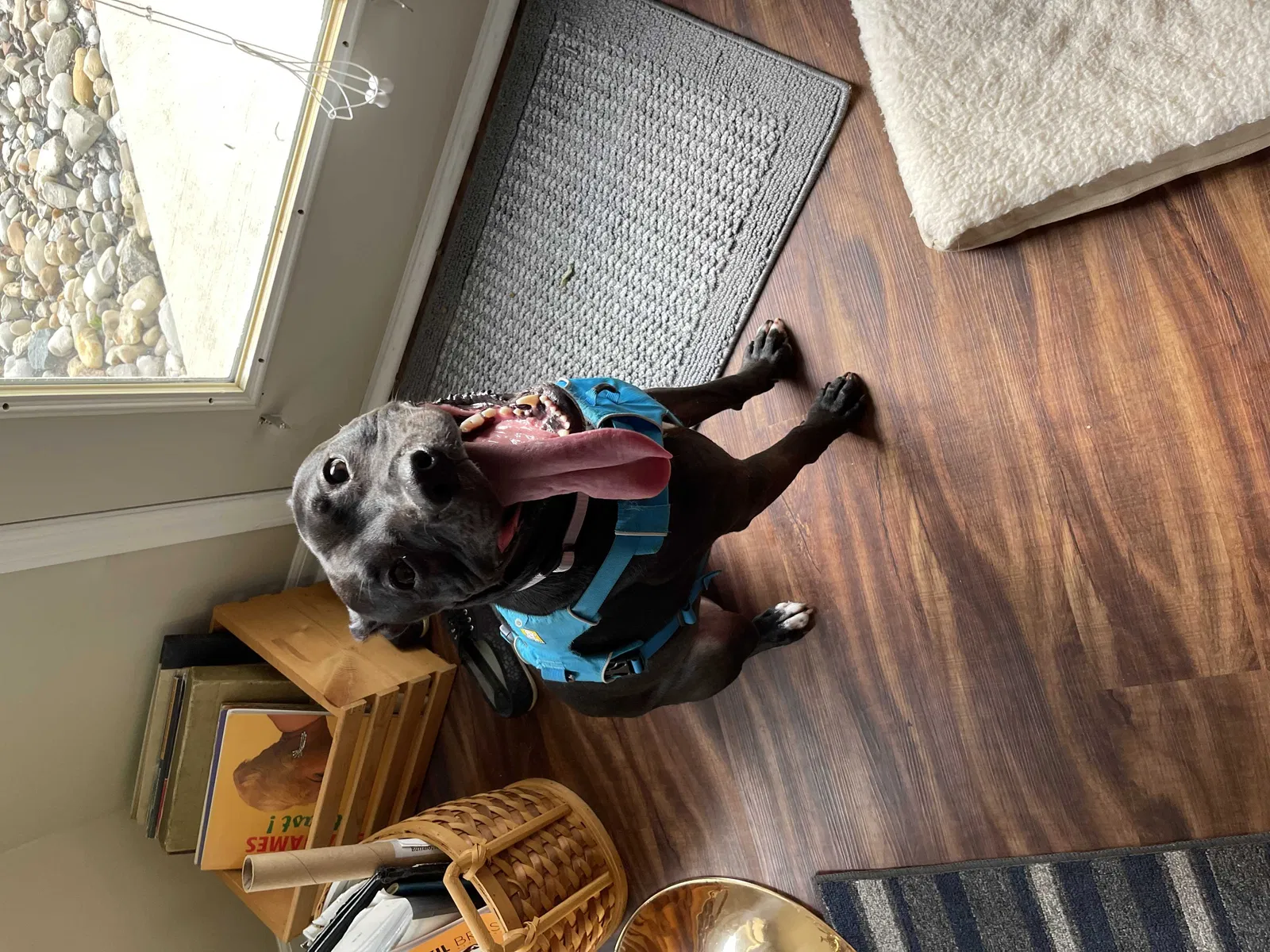 Lost dog in Canal Winchester, OH, 43110