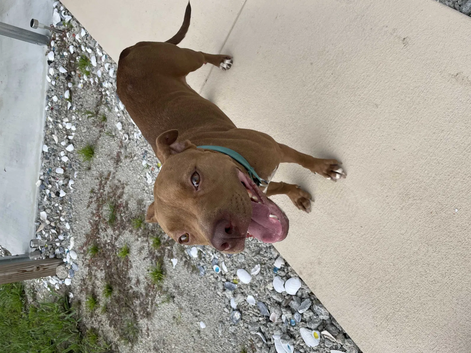 Found dog in Loris, SC, 29569