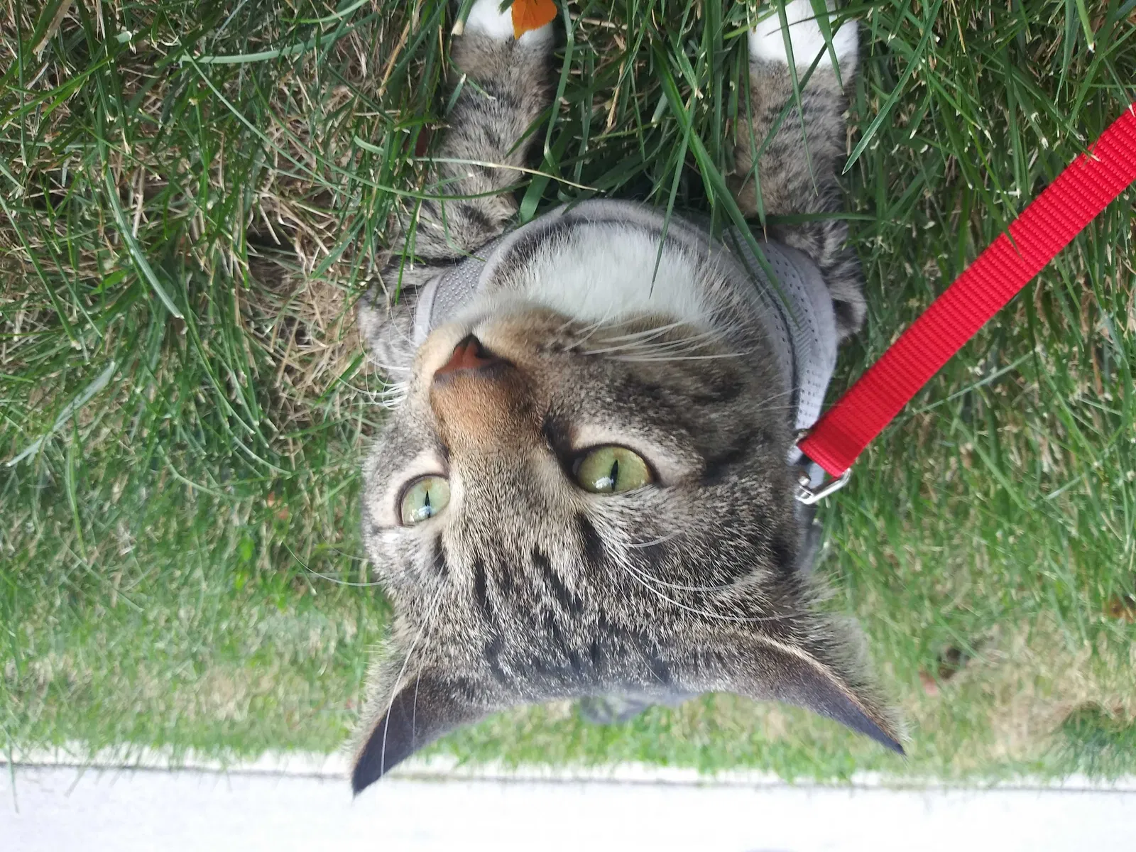 Lost cat in Toledo, OH, 43608