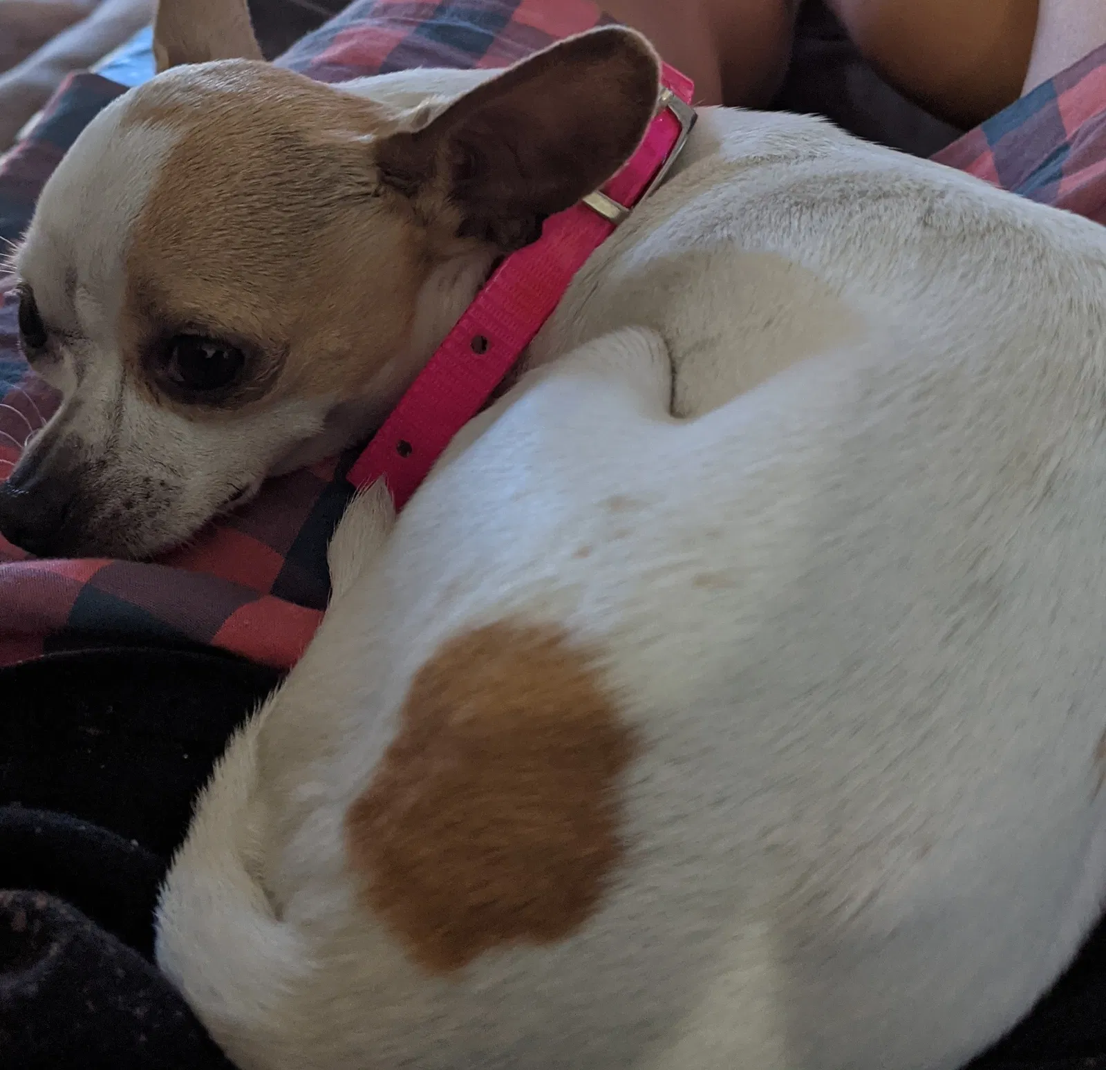 Lost dog in Aynor, SC, 29511