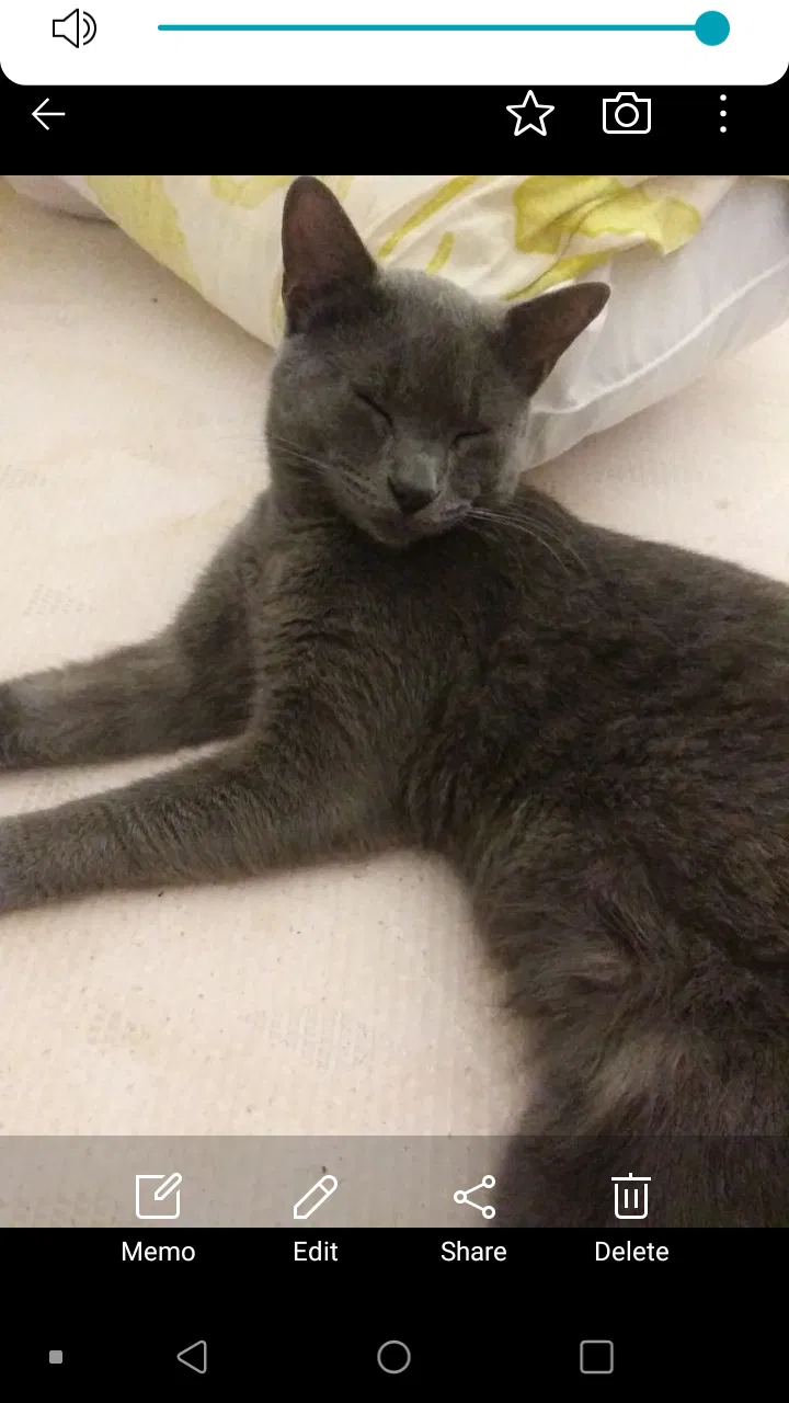 Lost cat in Hobart, IN, 46342