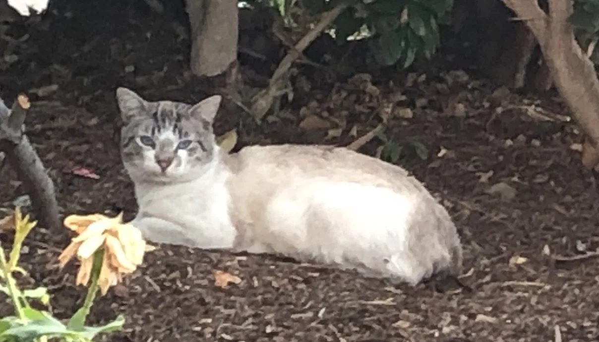Lost cat in Santa Ana, CA, 92706