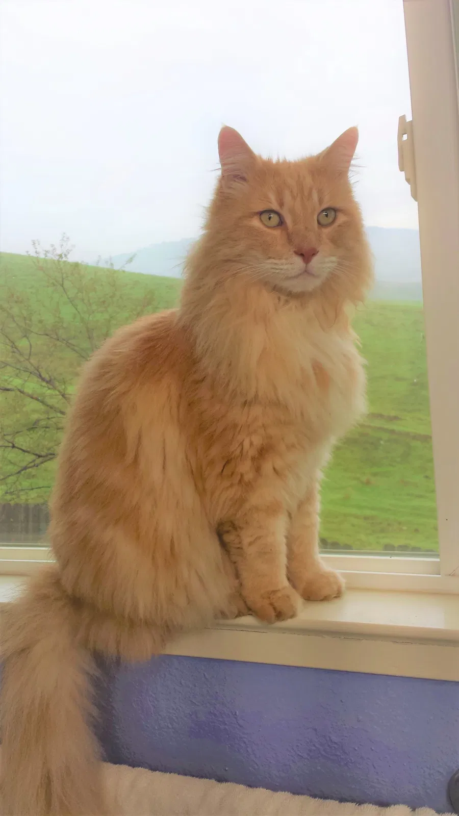 Lost cat in Concord, CA, 94518