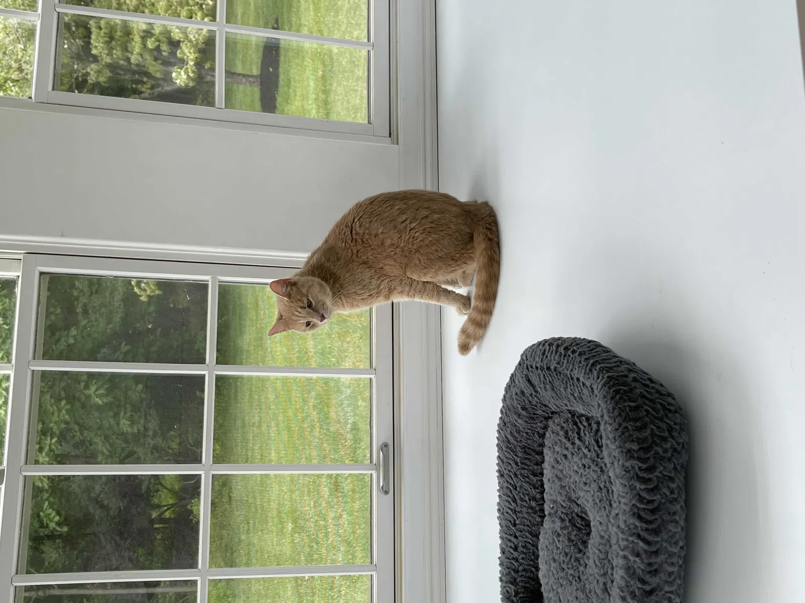 Found cat in Ambler, PA, 19002