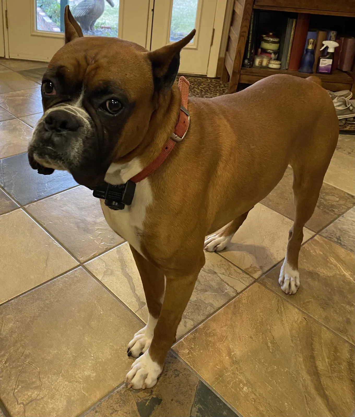 Lost dog in Baton Rouge, LA, 70820