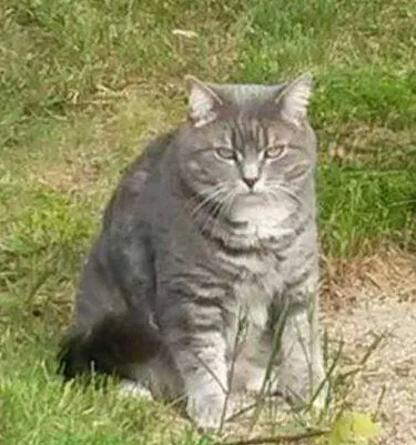 Lost cat in Pelham, NH, 3076