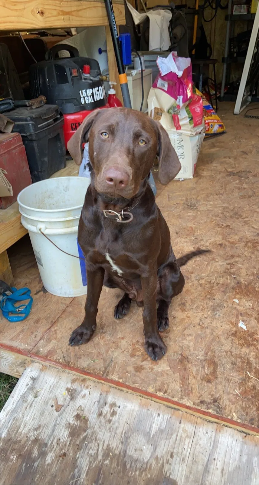 Lost dog in Santa Fe, TX, 77510