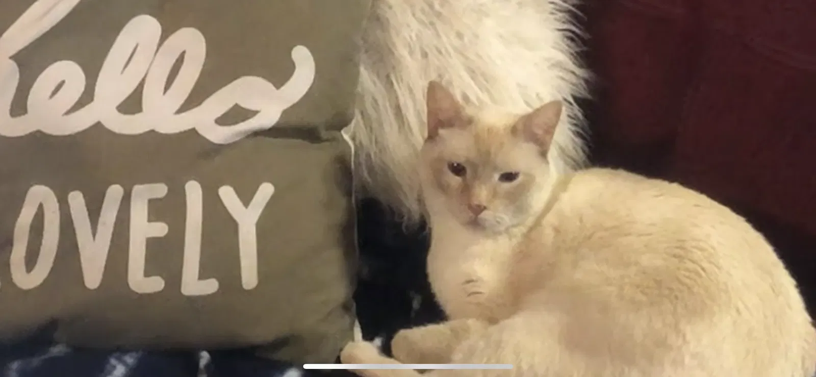 Lost cat in Washington, MO, 63090