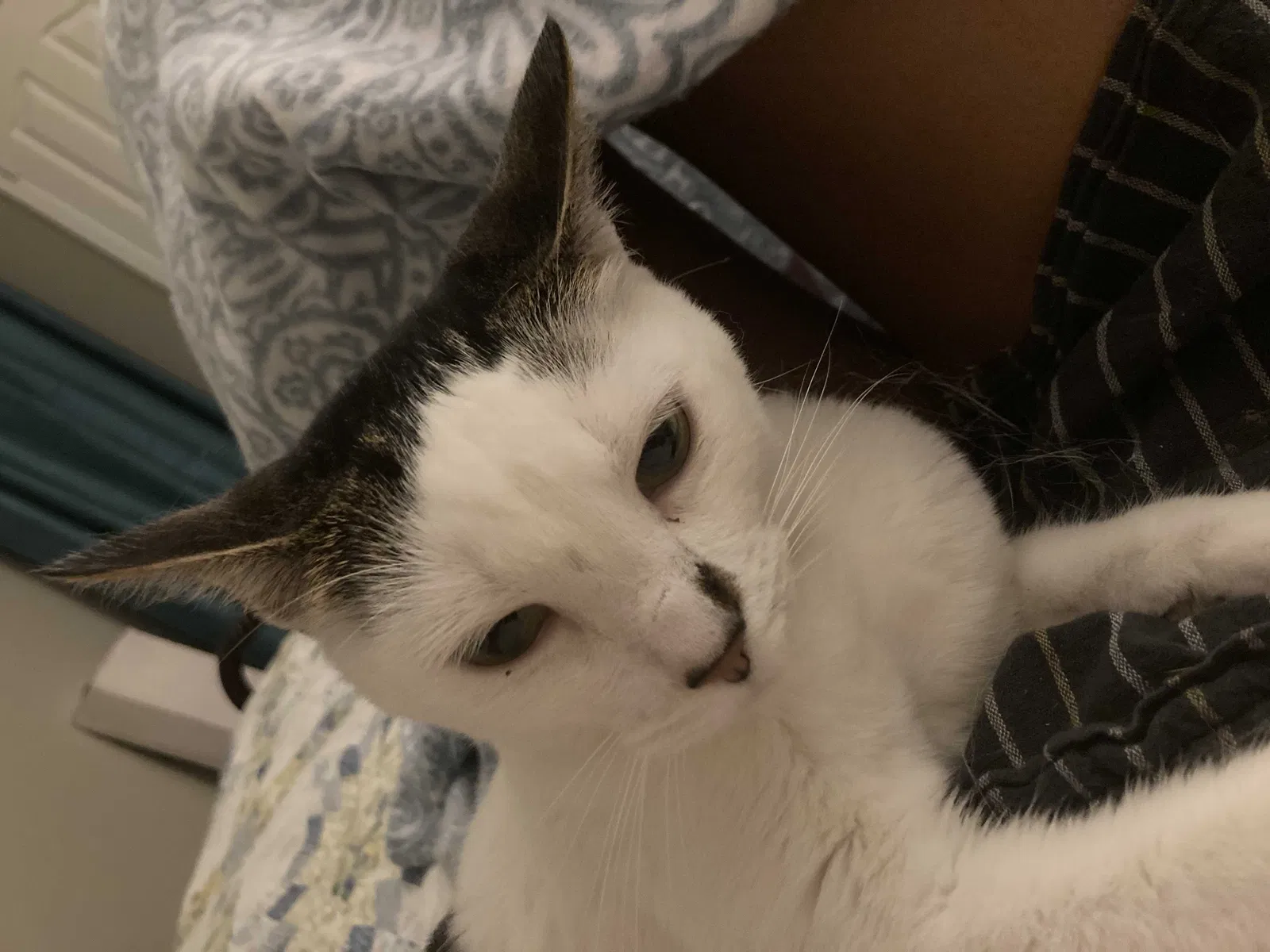 Lost cat in Murfreesboro, TN, 37128