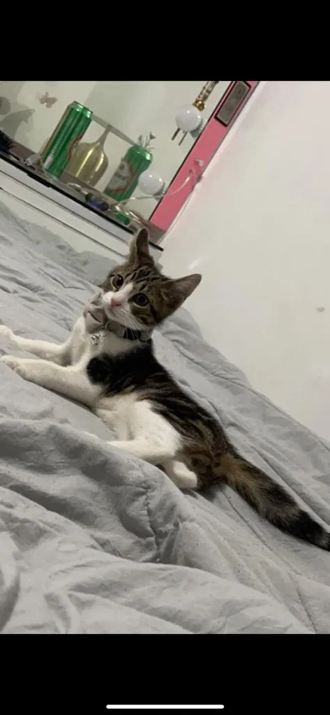 Lost cat in East Elmhurst, NY, 11369