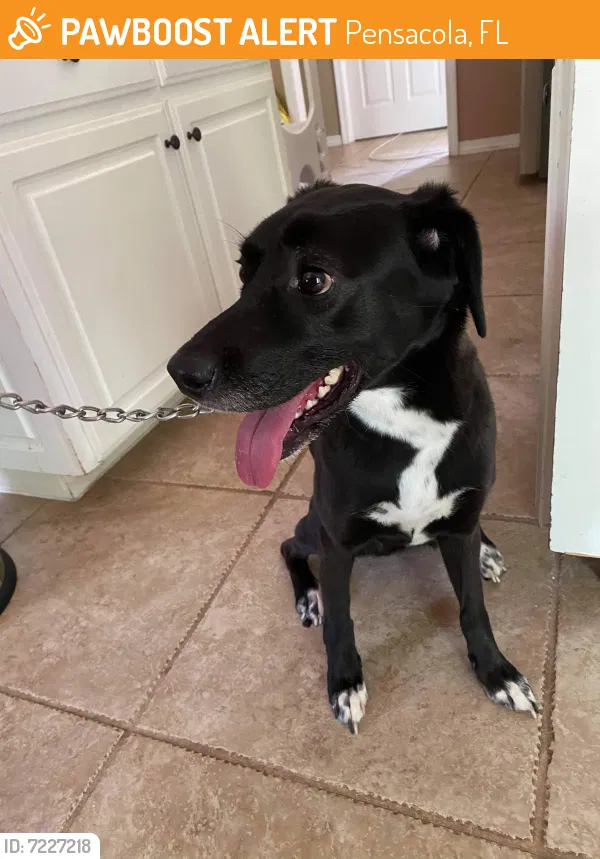 Found dog in Pensacola, FL, 32534