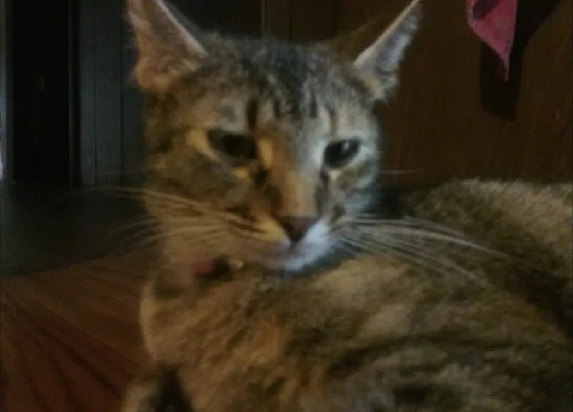 Lost cat in Gainesville, GA, 30504