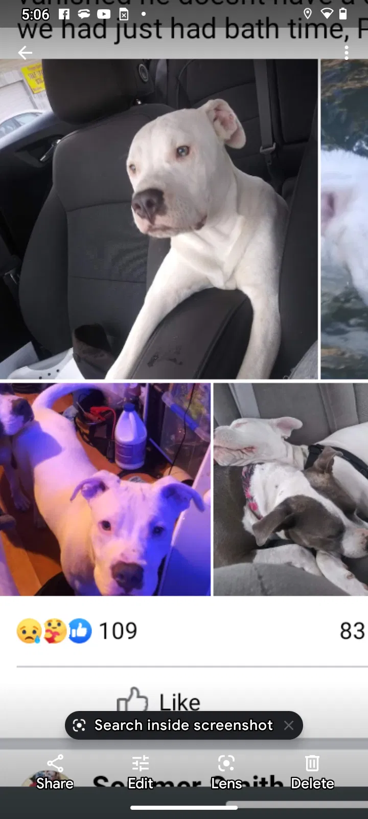 Lost dog in Spokane, WA, 99205