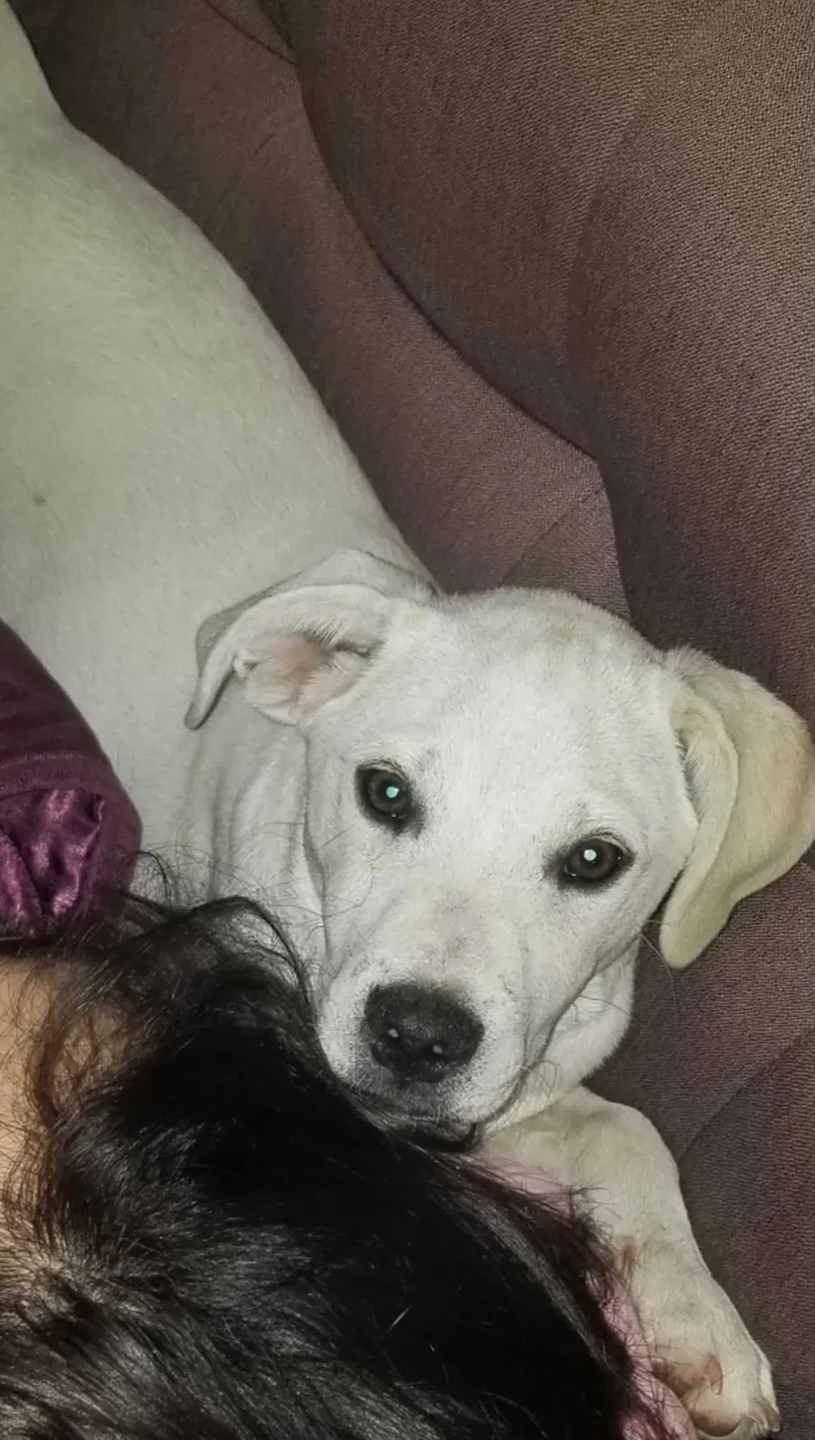 Lost dog in Lamont, CA, 93241