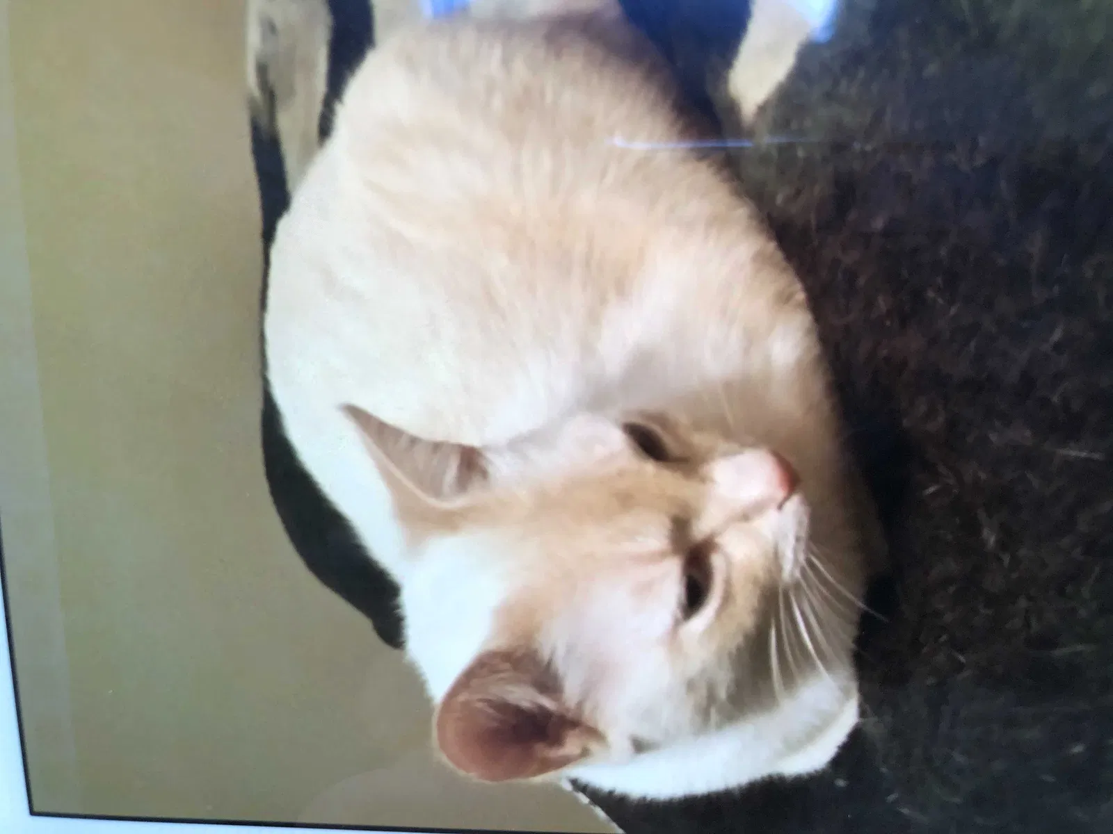 Lost cat in Cleveland, TN, 37323
