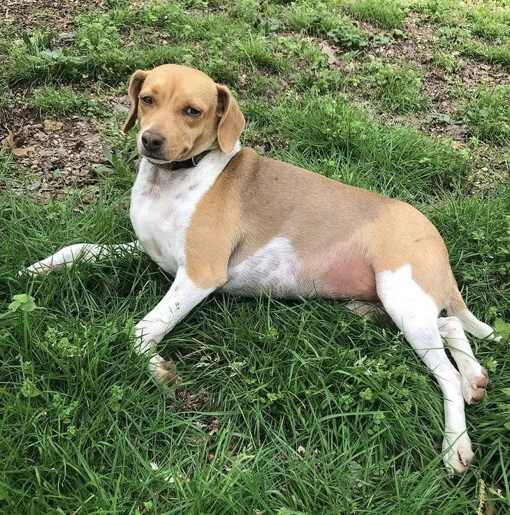 Lost dog in Chattanooga, TN, 37405