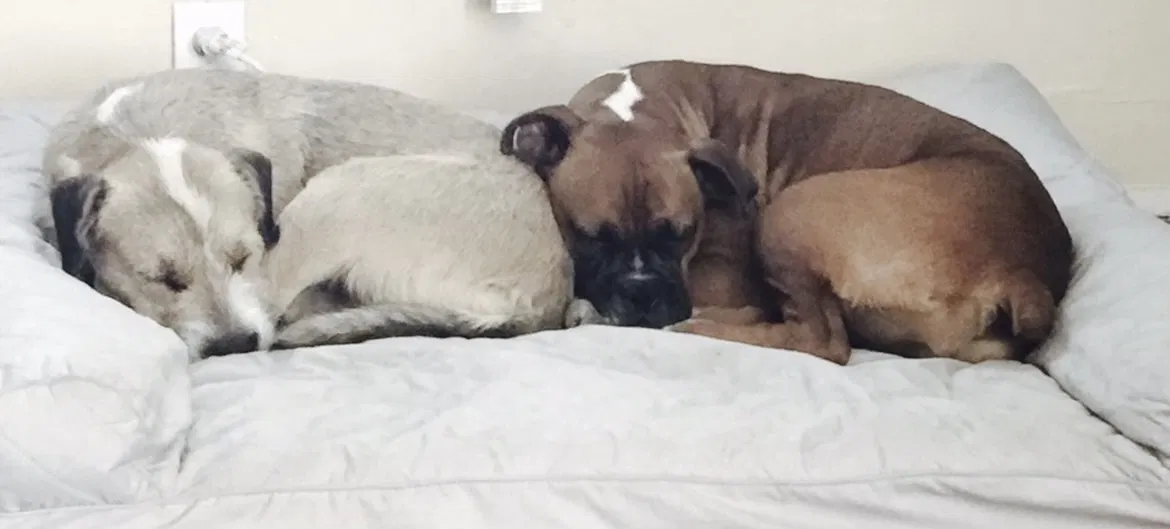 Lost dog in Hope Mills, NC, 28348