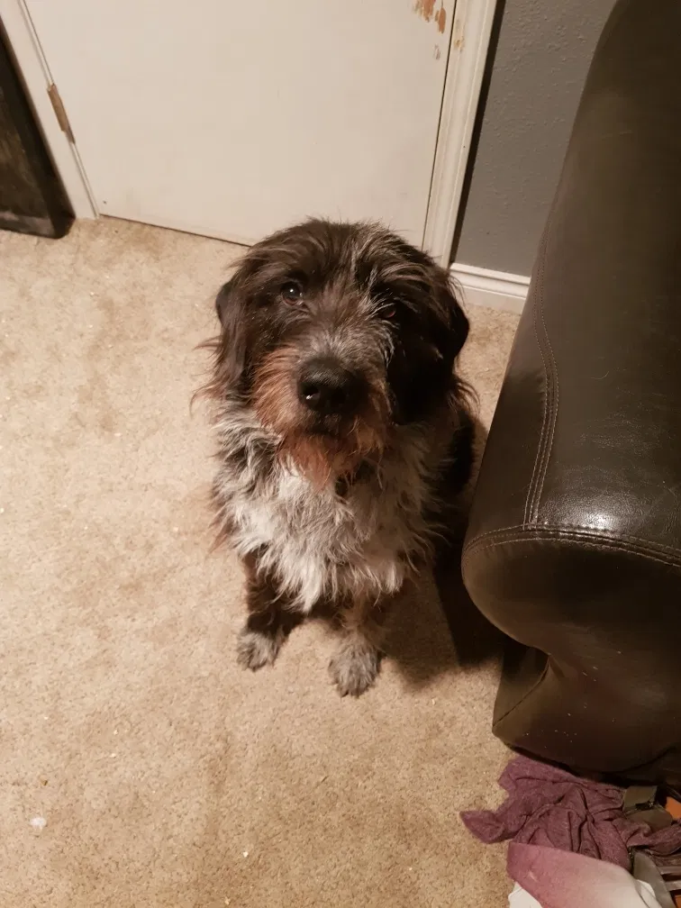 Lost dog in Spokane, WA, 99208