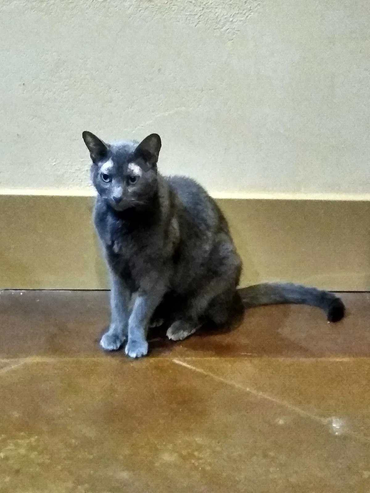 Lost cat in Austin, TX, 78738