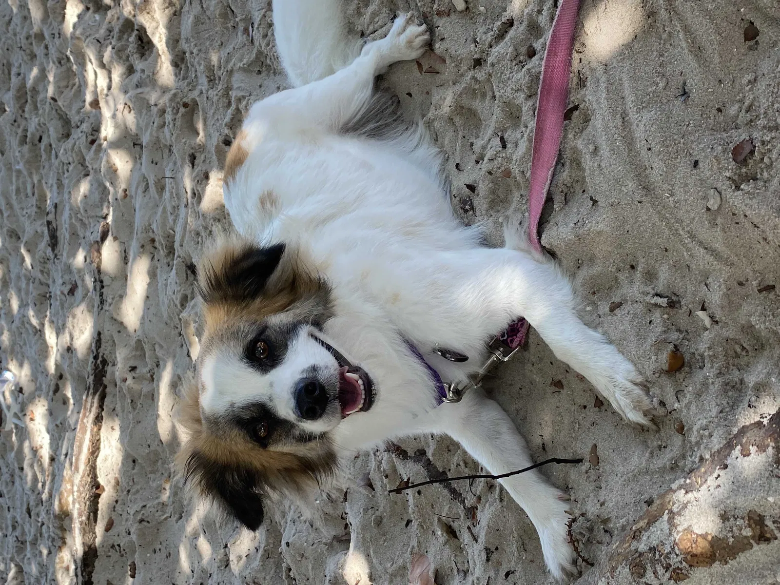 Lost dog in Port Saint Lucie, FL, 34953