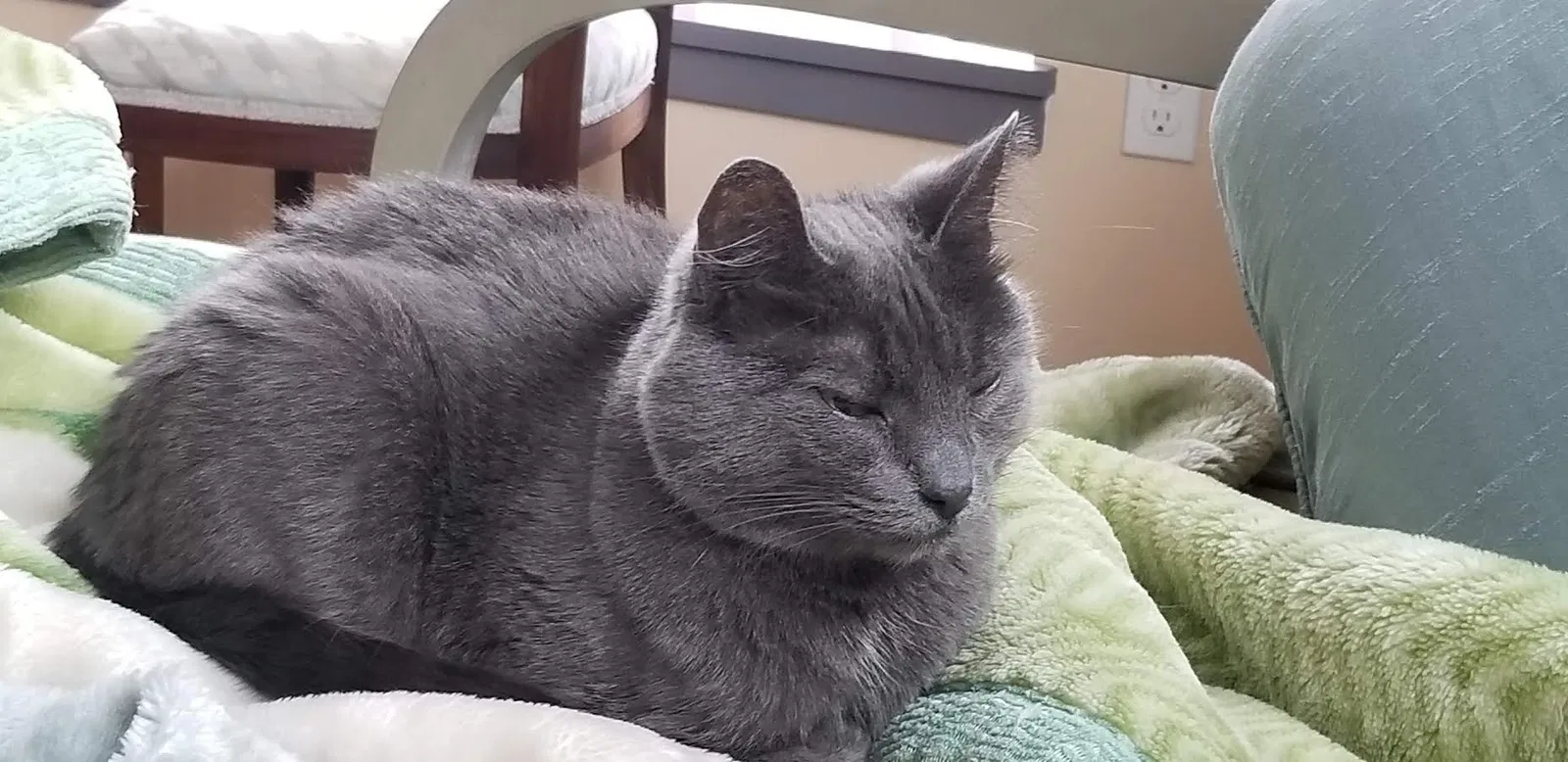 Lost cat in Seattle, WA, 98168