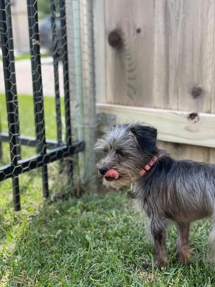 Lost dog in Wichita, KS, 67235