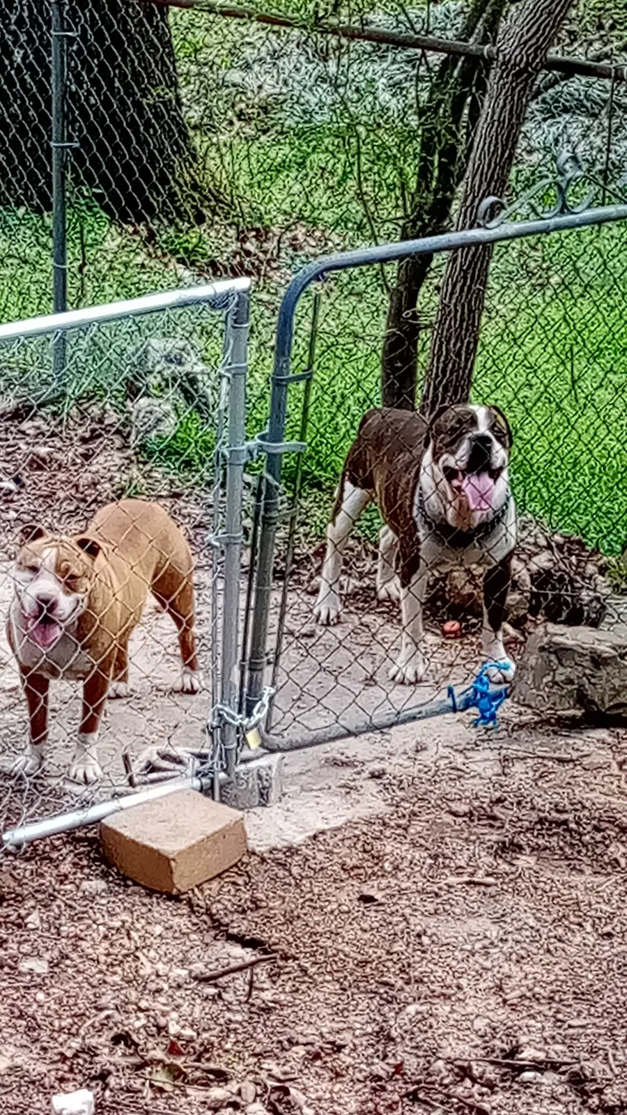 Lost dog in Pinson, AL, 35126