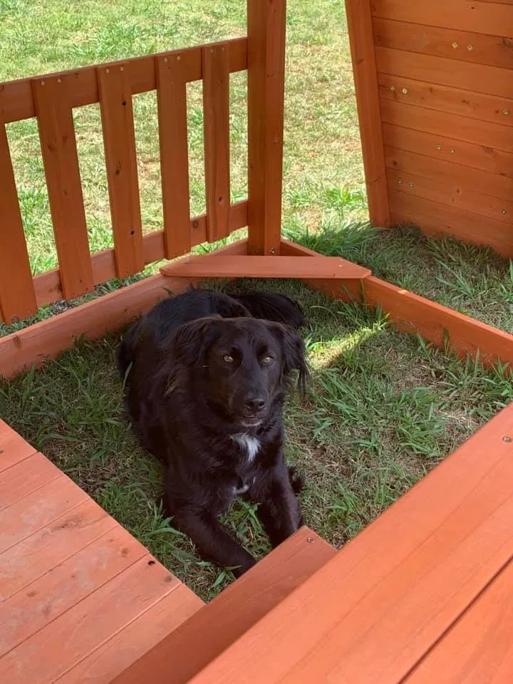 Lost dog in Killen, AL, 35645