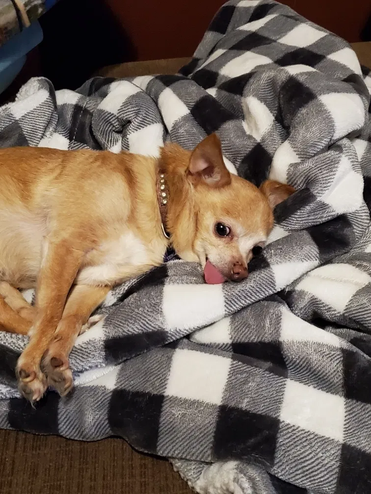 Lost dog in Lawrenceville, GA, 30046