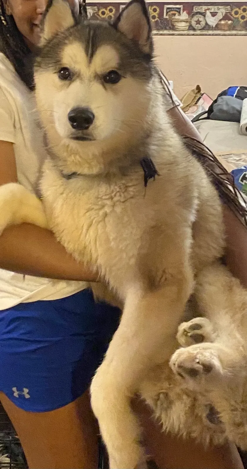 Lost dog in Stone Mountain, GA, 30087