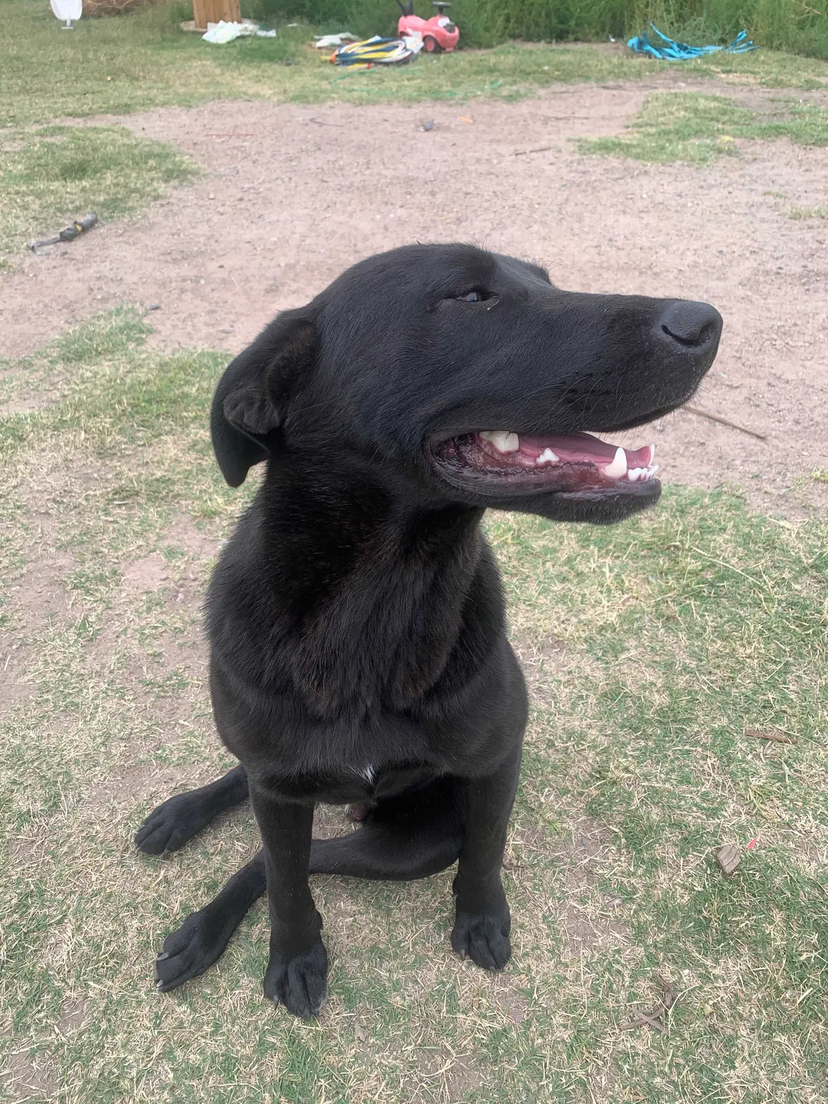 Lost dog in Albuquerque, NM, 87105