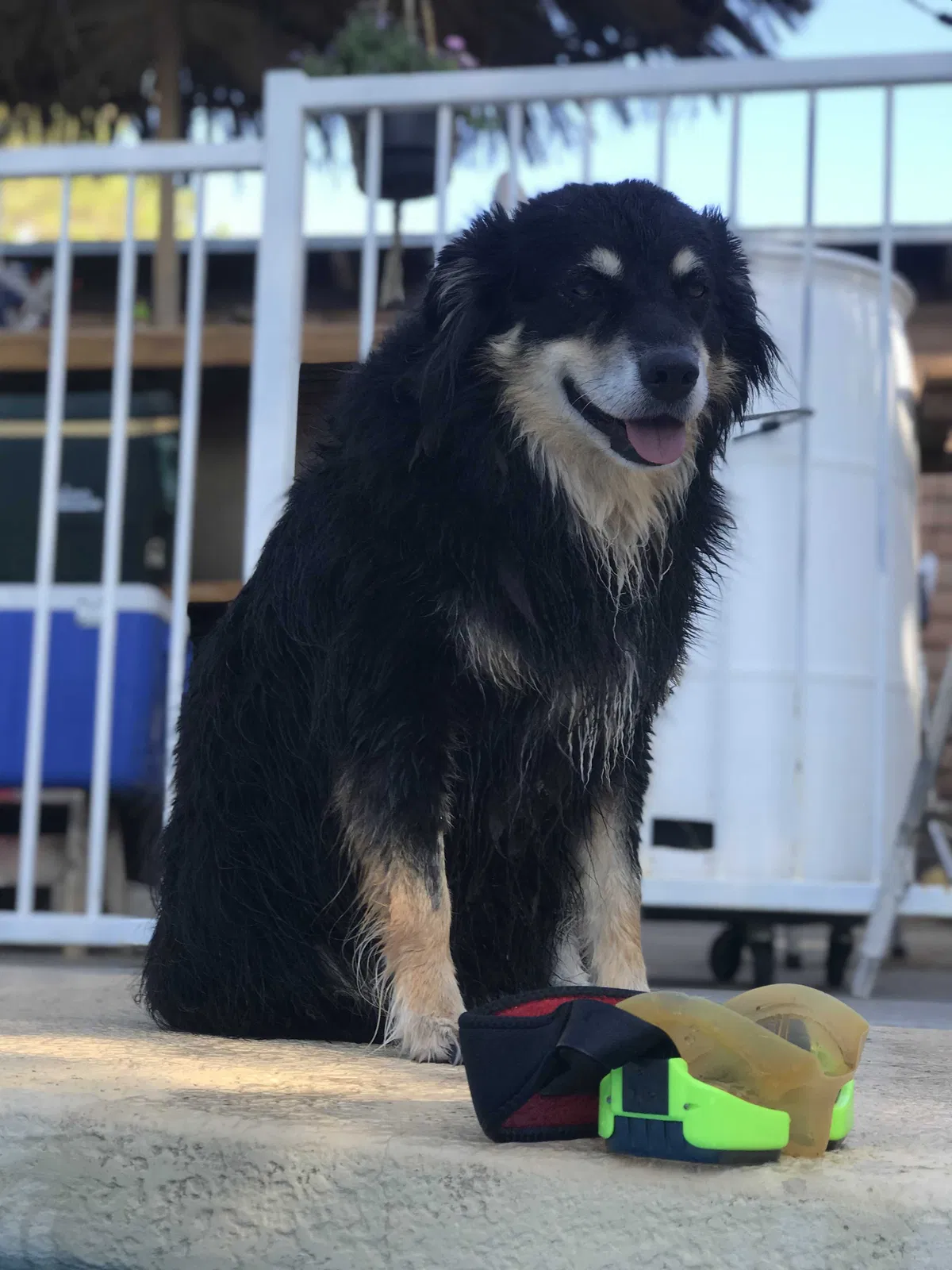 Lost dog in Las Cruces, NM, 88005