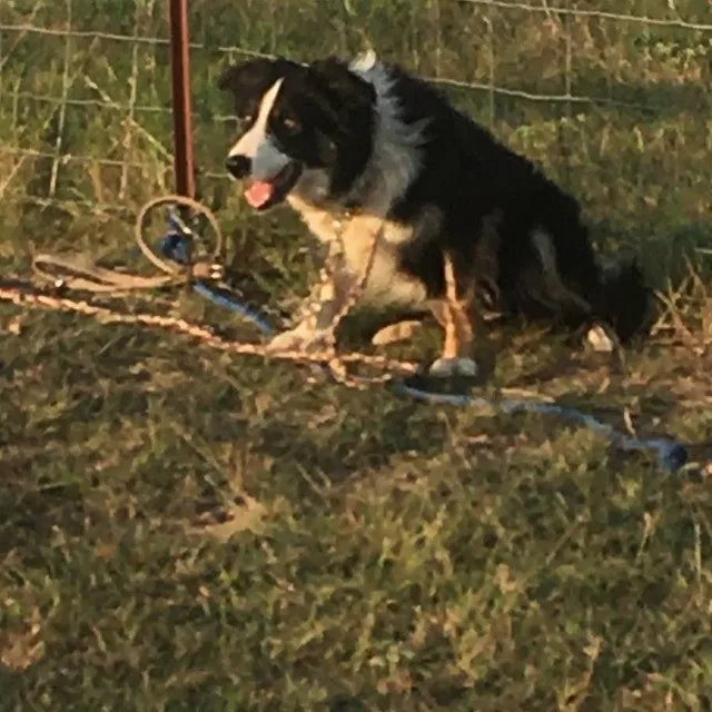 Lost dog in Decatur, TX, 76234