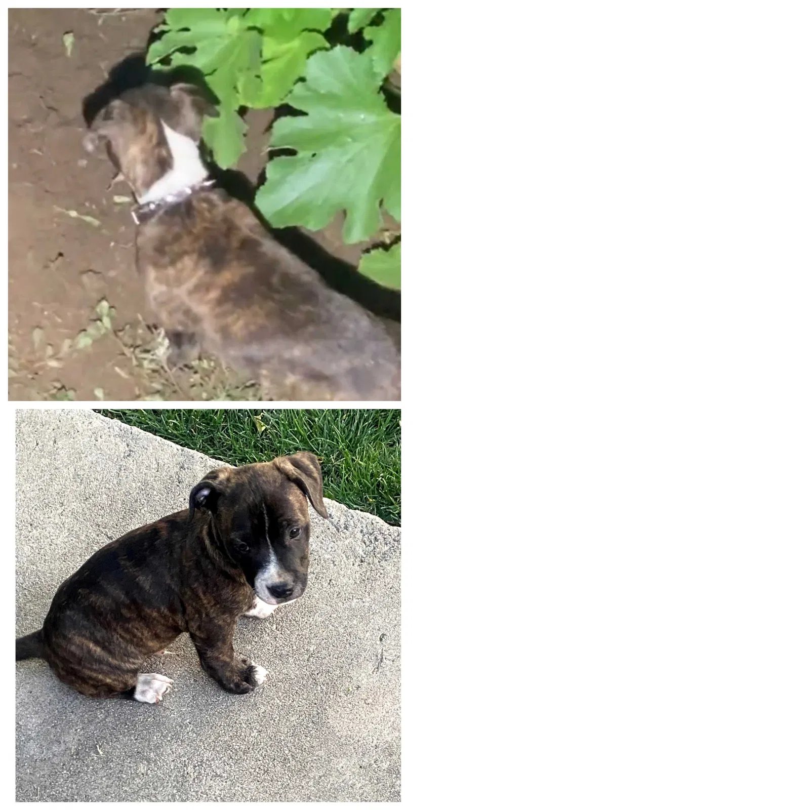 Lost dog in San Bernardino, CA, 92410