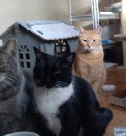 Lost cat in Richmond, VA, 23234