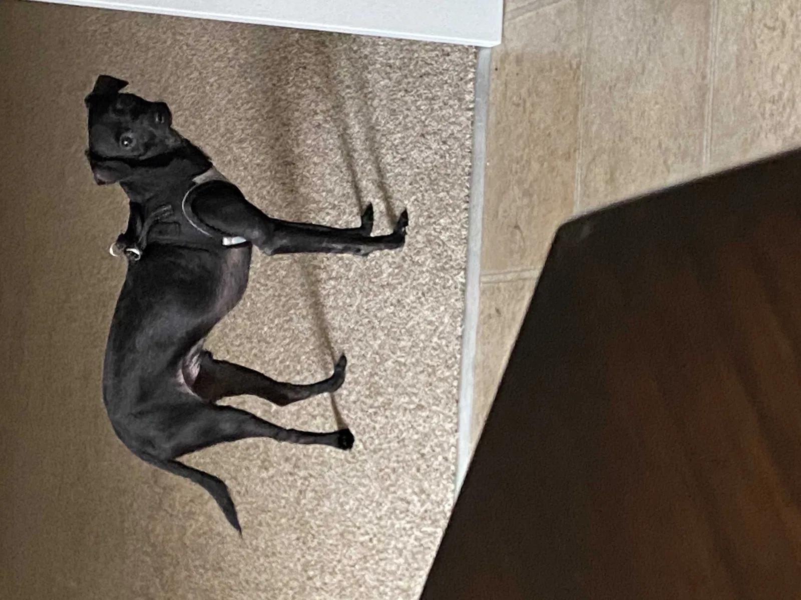 Lost dog in Merced, CA, 95340