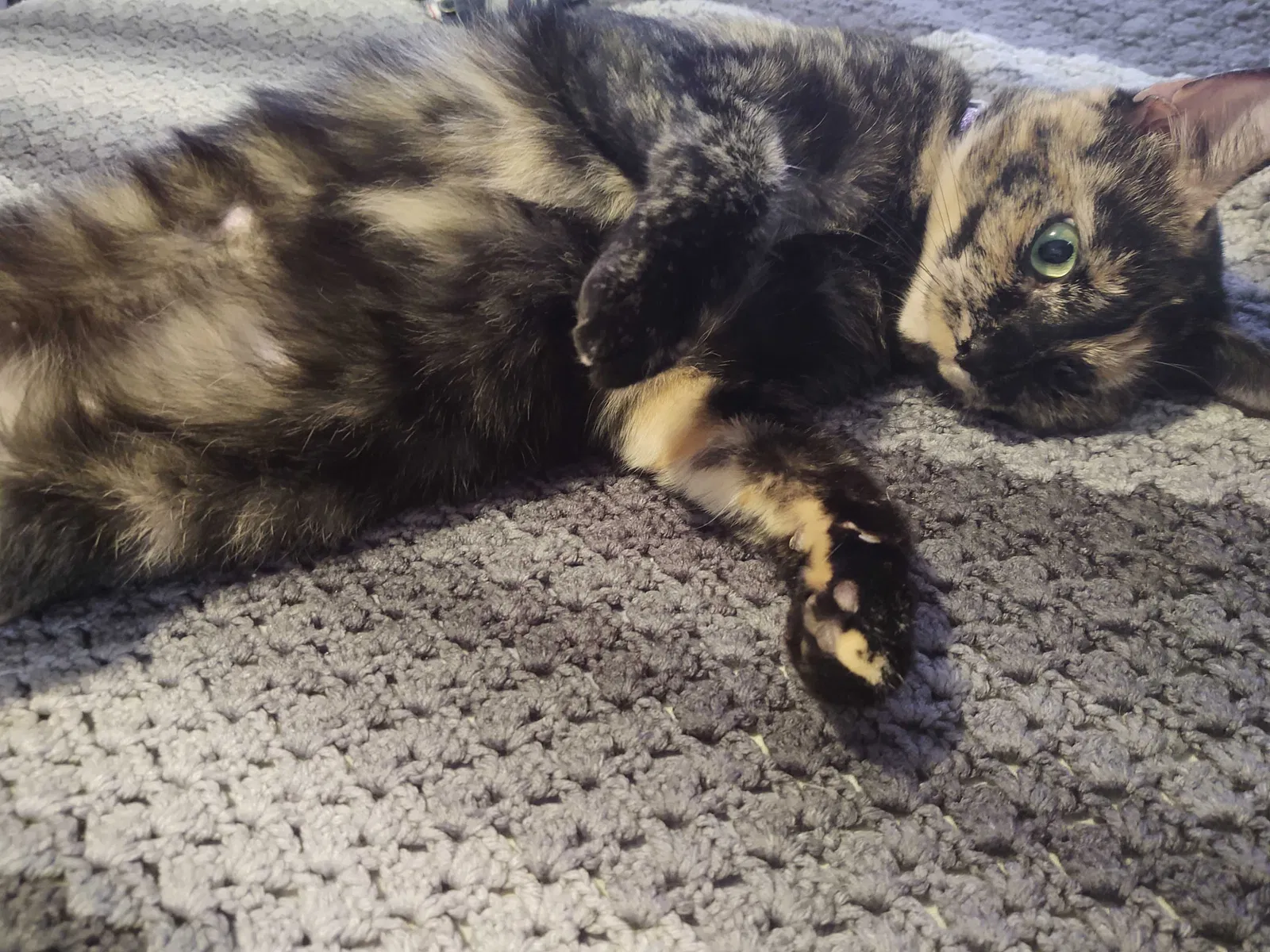 Lost cat in Grand Rapids, MI, 49505