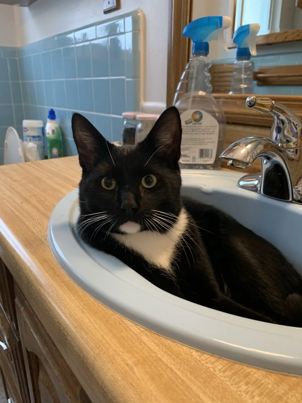 Lost cat in Warren, MI, 48092
