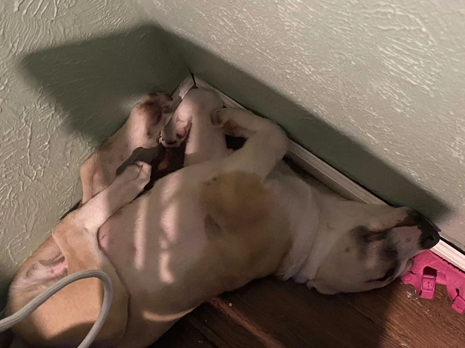 Lost dog in Dallas, TX, 75234