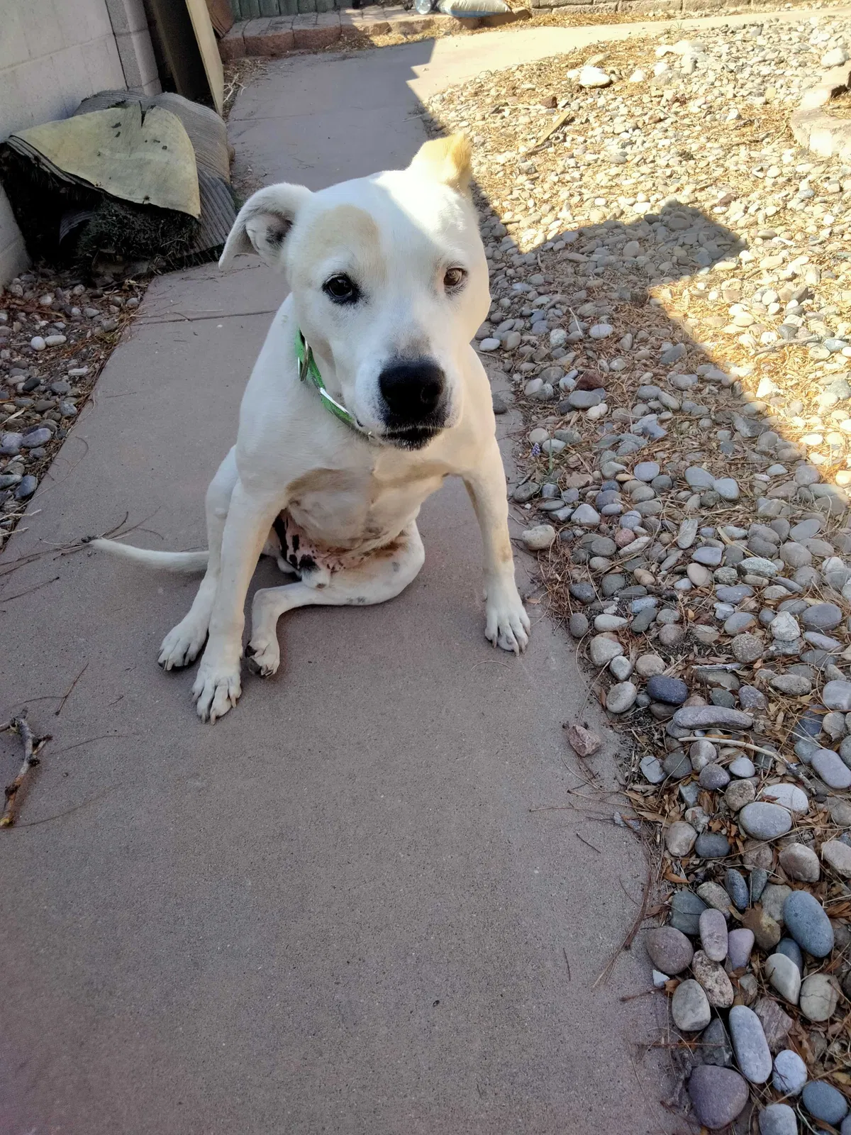 Lost dog in Jemez Pueblo, NM, 87024