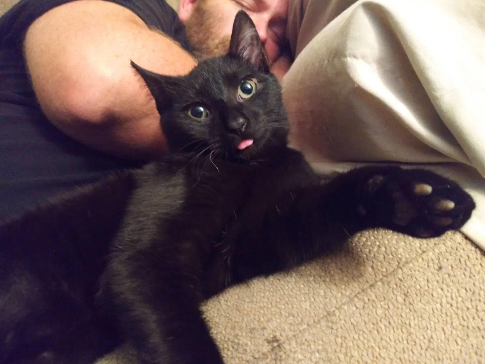 Lost cat in Lexington, SC, 29073