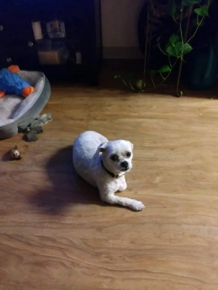 Lost dog in Littleton, CO, 80123