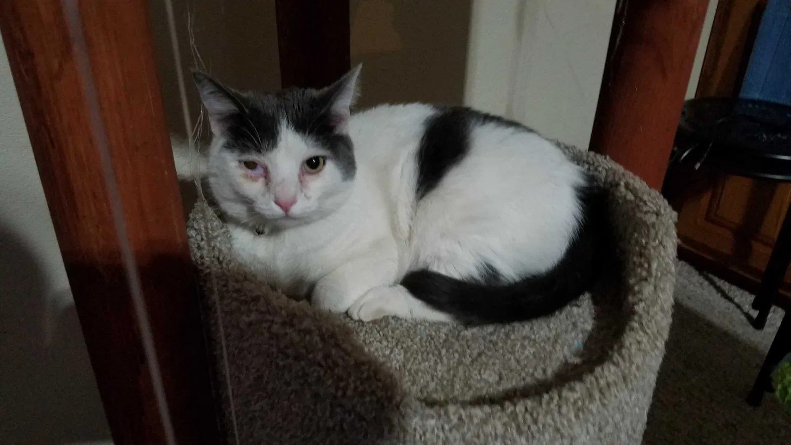 Lost cat in Menifee, CA, 92584