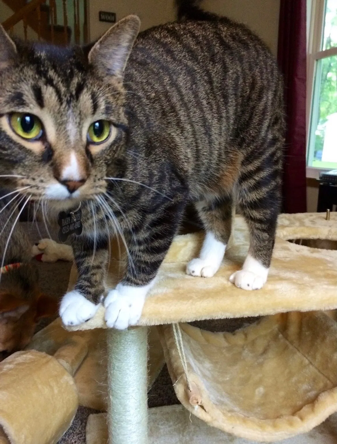Lost cat in Albuquerque, NM, 87114