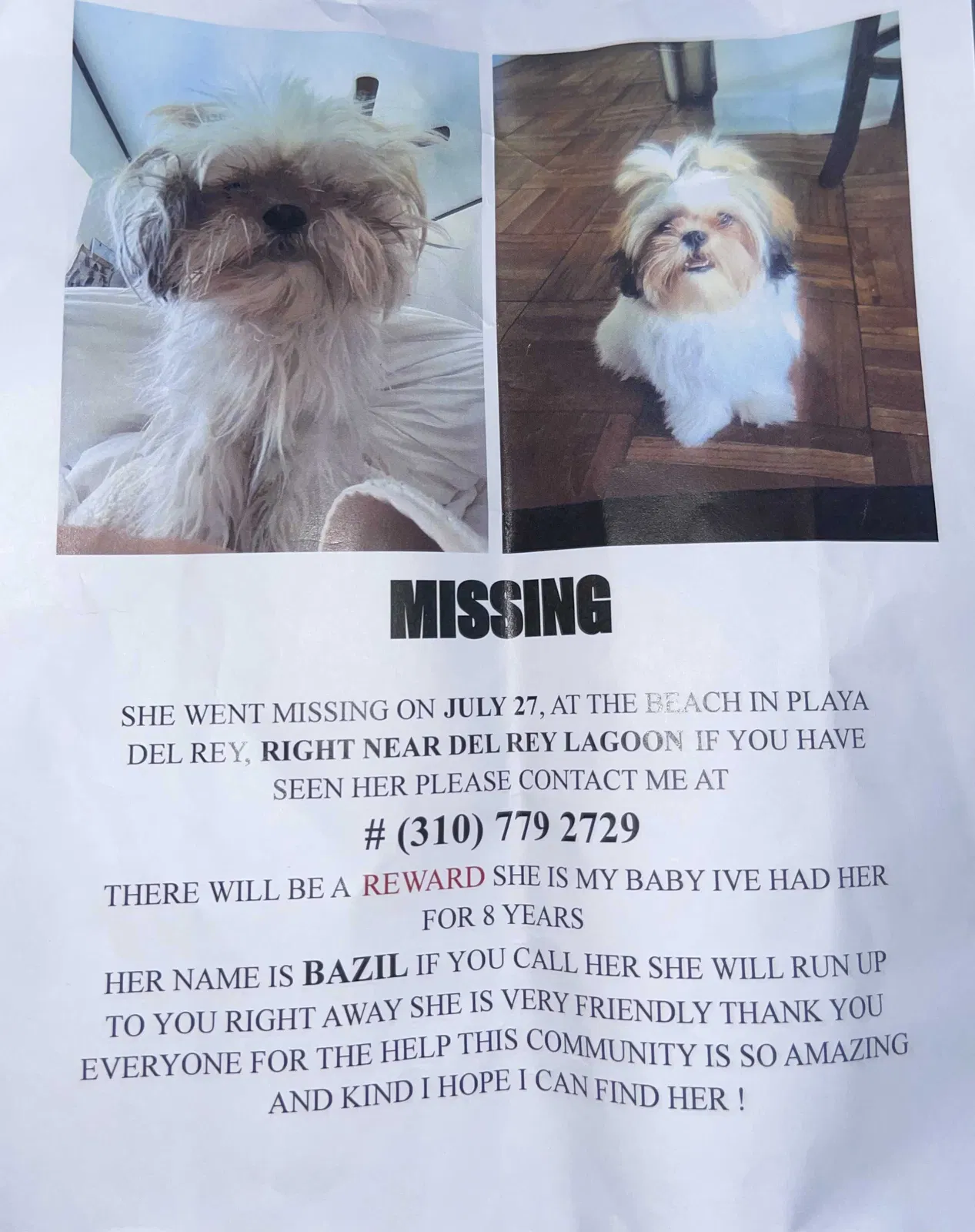 Lost dog in Playa Del Rey, CA, 90293