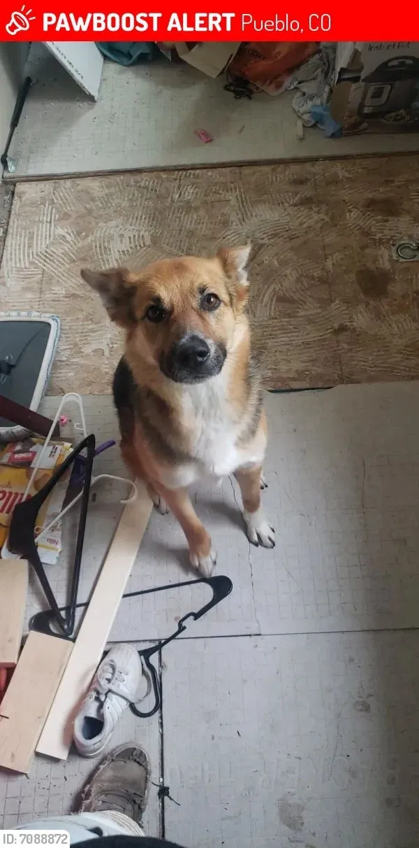 Lost dog in Pueblo, CO, 81004