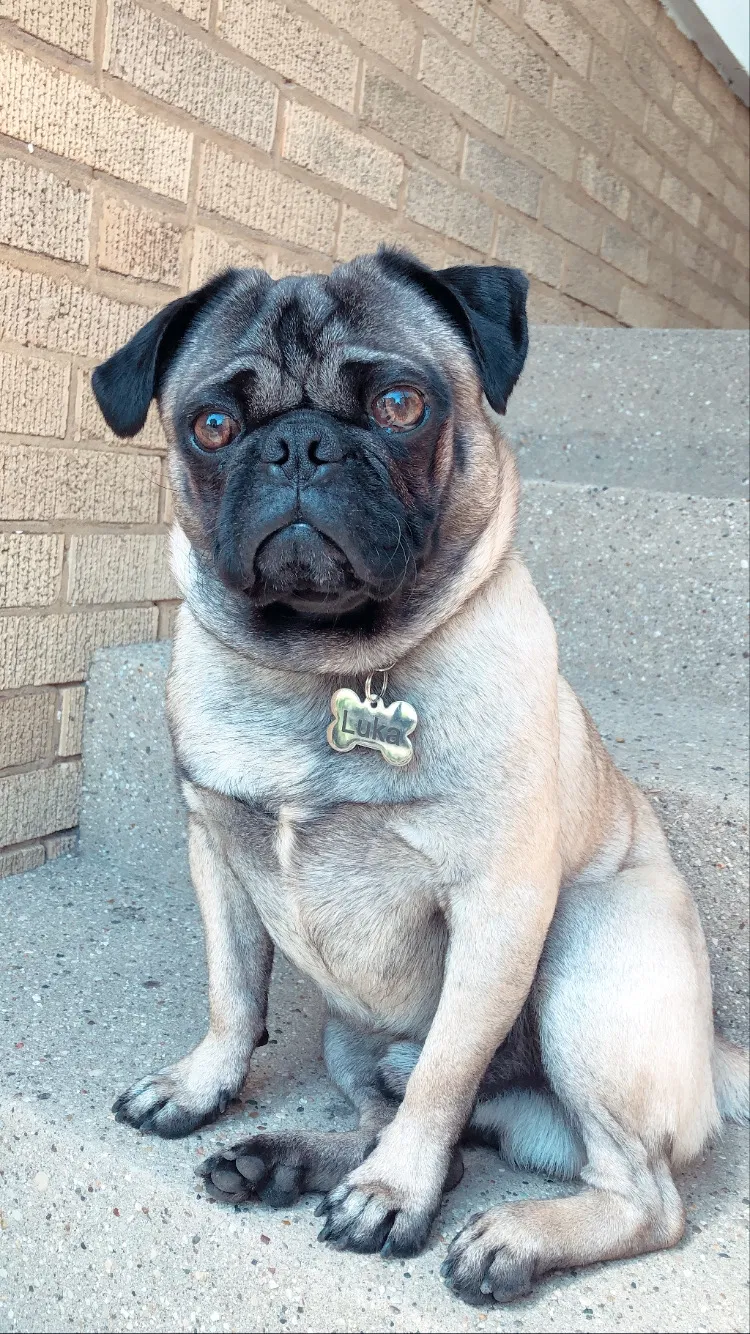 Lost dog in Chicago, IL, 60639